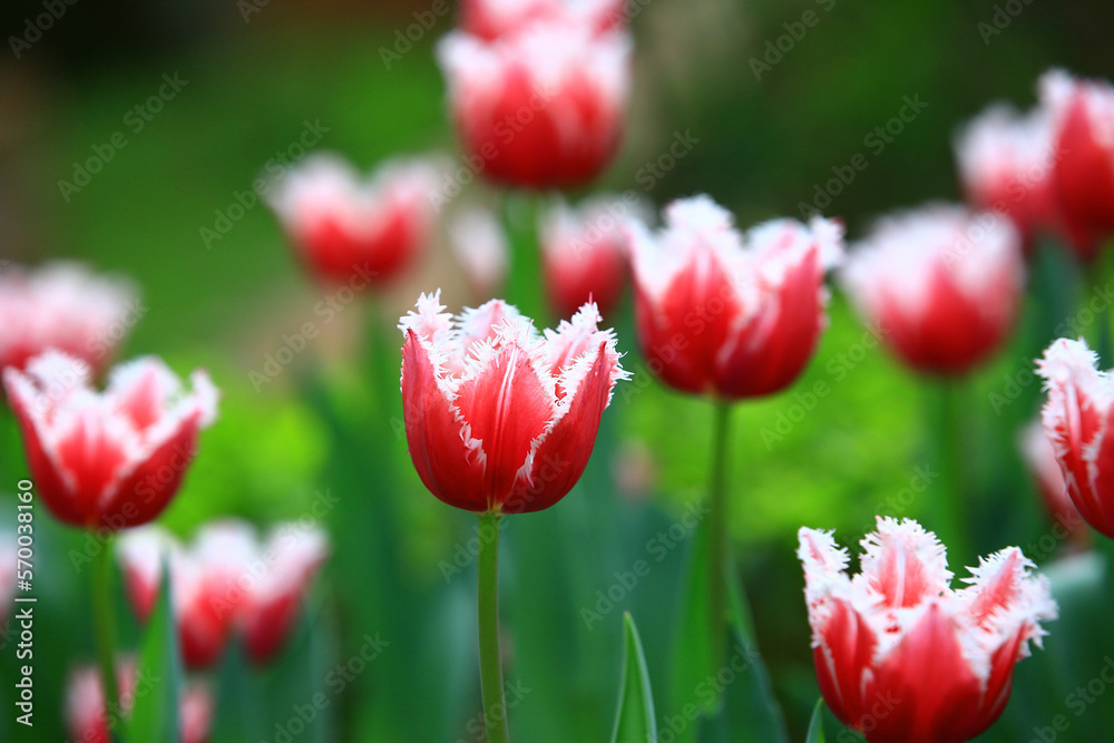 amazing view of blooming colorful Tulip flowers,close-up of beautiful red with white Tulip flowers blooming in the garden
amazing view of blooming colorful Tulip flowers,close-up of beautiful red with white Tulip flowers blooming in the garden