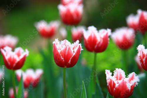 amazing view of blooming colorful Tulip flowers close-up of beautiful red with white Tulip flowers blooming in the garden 