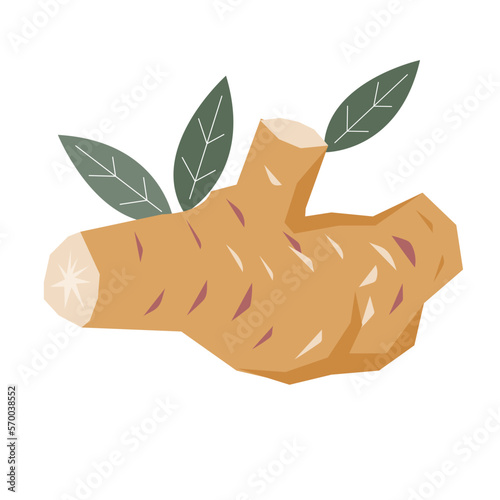 Ginger root and slices with leaves, hand drawn flat vector illustration isolated on white. Medicinal and edible plant ginger. Image for food spices and tea packs design.