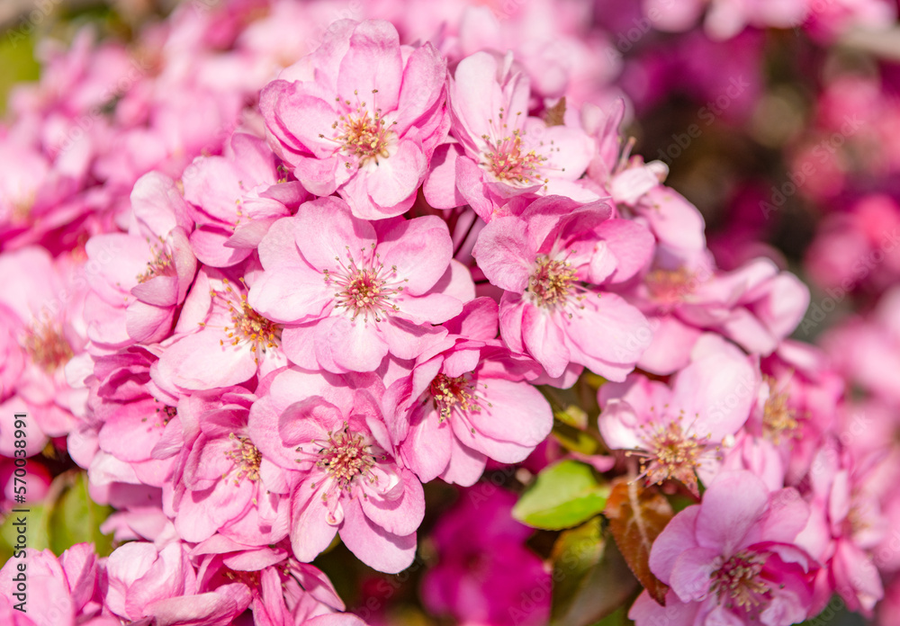 pink cherry tree flower on blooming spring. oriental cherry