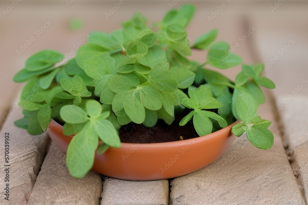 plant in a flowerpot