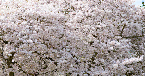 beautiful sakura tree flower blooming nature background in spring