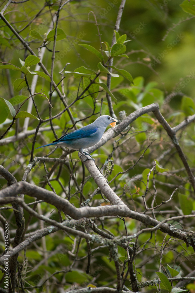 Fototapeta premium Beautiful blue bird posing on some branches of a tree