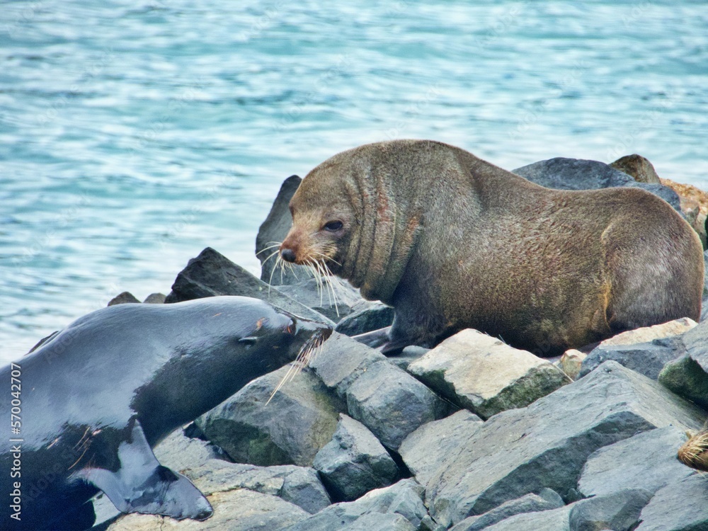 Obraz premium Seelöwe an Land