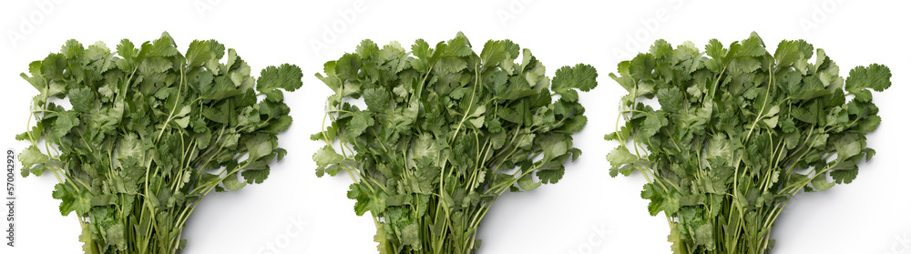 Close up bunch of cilantro isolated on white background Close up bunch of cilantro isolated on white background