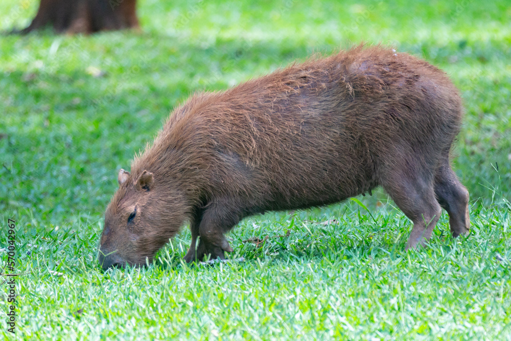 South American capybara grazing freely. selective focus South American capybara grazing freely. selective focus