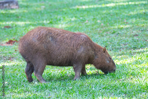 Capybara grazing freely. selective focus