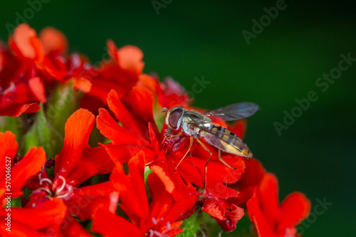 A marmalade hoverfly insect sits on a red flower macro photography on a summer sunny day. Flower fly sits on a red petals maltese-cross flower close-up photo in the summer. photo