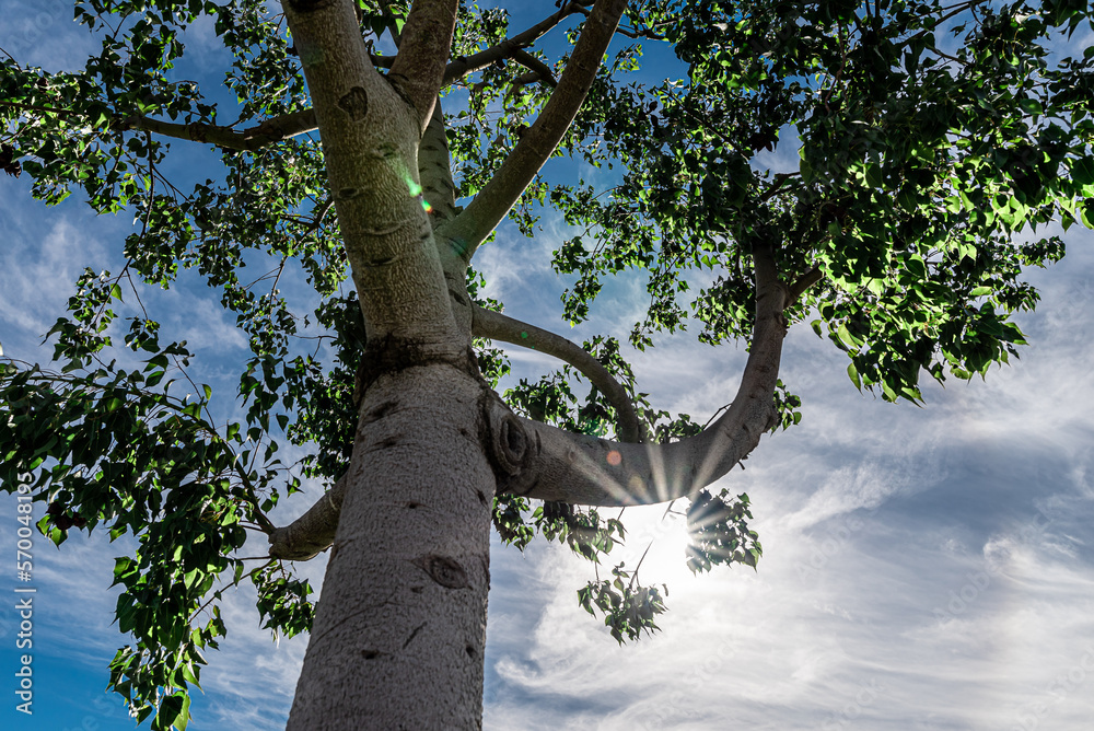 Fototapeta premium Streak of sunlight through a deciduous tree. Tree in backlight in Ontario, Los Angeles October 2022. 