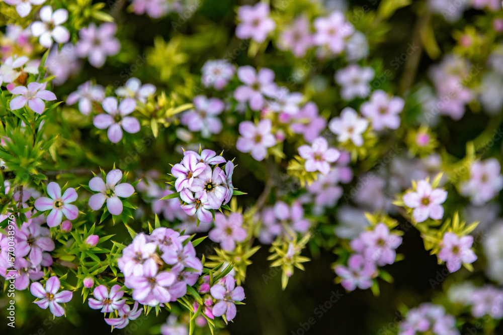 Pink Wildflower Bush Blur of Bodega Bay California Pink Wildflower Bush Blur of Bodega Bay California