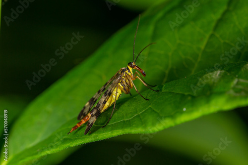 Black and yellow scorpionfly insect sits on a green leaf macro photography. Scoprpion fly insect sitting on a plant on a summer sunny day, close-up  © Anton