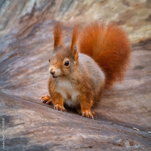 Cute and curious red squirrel on a tree trunk 