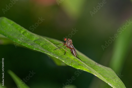 Tetanocera insect sitting on a green leaf in summer day macro photography. Mosquito sitting on a plant in summertime close-up photo.	