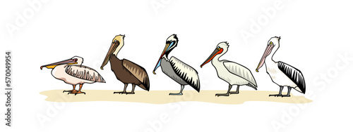 Vector card with hand drawn row of graceful pelicans of various species. Ink drawing, decorative graphic style. Beautiful animal design elements photo