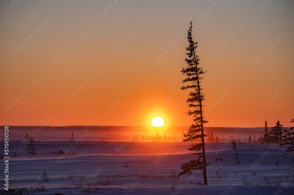 The sun sets behind a distant ridge near the coast of the Hudson Bay in northern Canada. In the foreground, tiny stunted spruce trees cling to the chilled ground