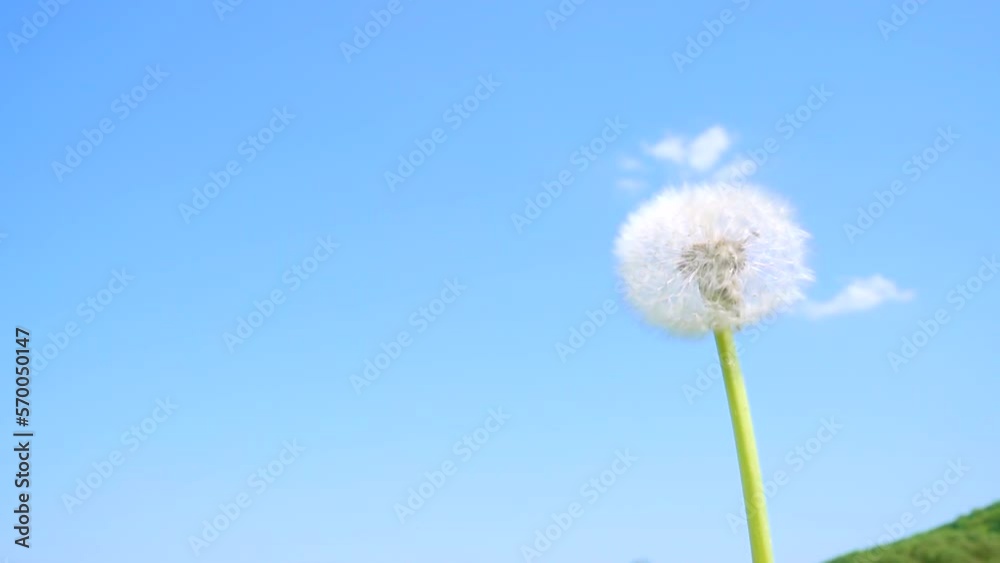 The wind blows the fluff of dandelions on a blue background on a sunny day. The wind blows the fluff of dandelions on a blue background on a sunny day.