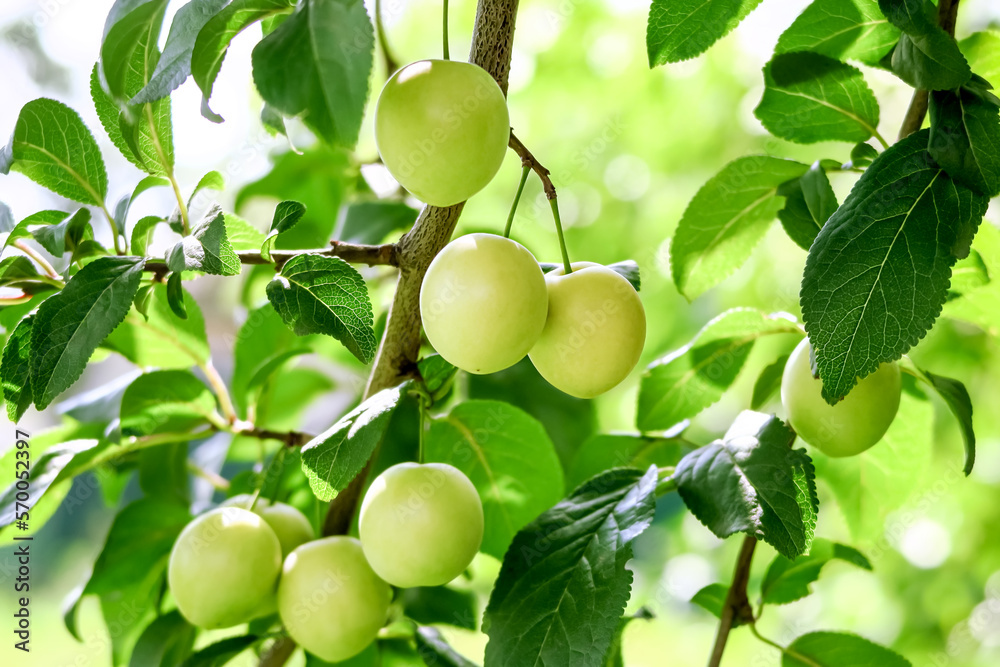 yellow plum grows and ripens on a branch of a plum tree. plum cultivation concept