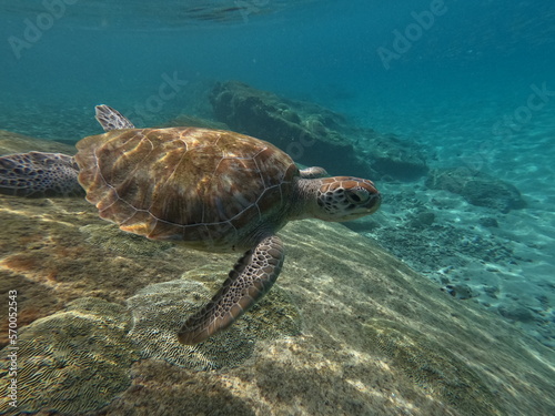 Green Sea turtle swimming in the ocean underwater in the carribean curacao willemsted