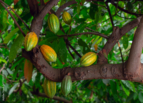 Cacao tree branch filled with ripe yellow fruit. photo