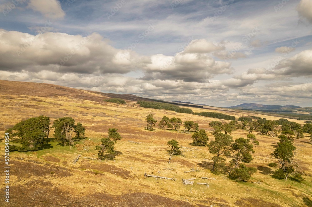 Fototapeta premium Scots Pine