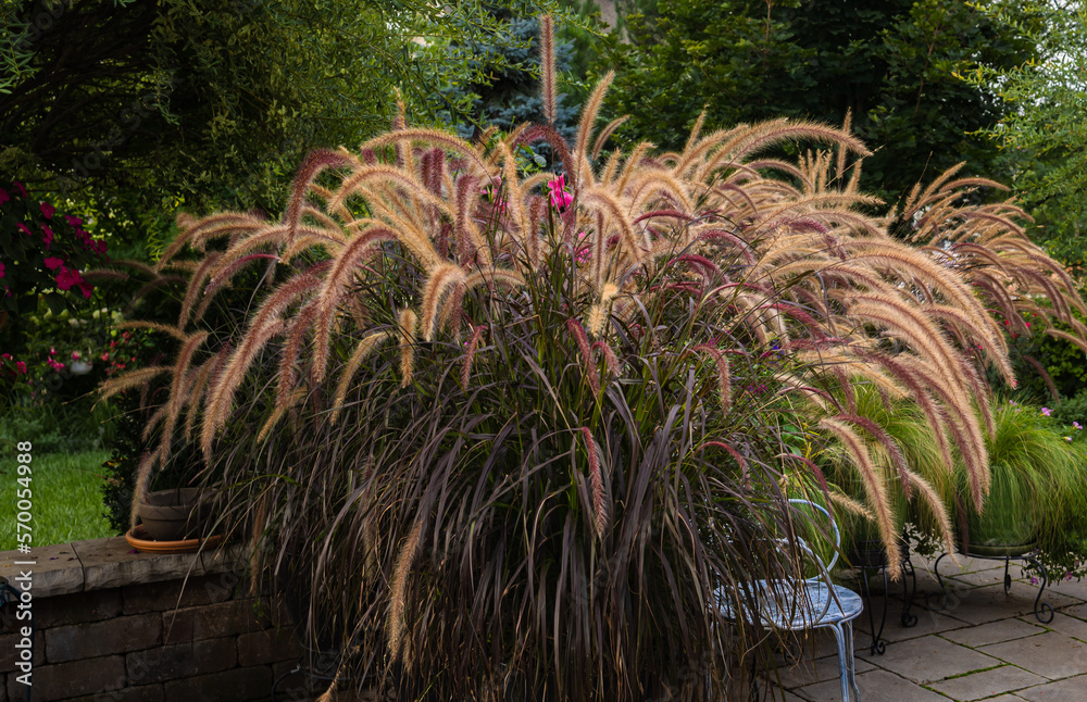Φωτογραφία Golden hour highlights the striking rich burgundy plumes  and the graceful movement of the long arching plumes of the purple fountain grass on this beautiful terrace