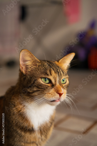 close up portrait of a house cat   © Hikmet