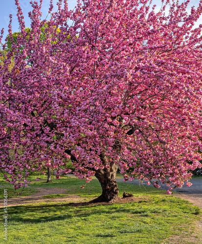 Central Park in spring,Japanese Cherry Tree;