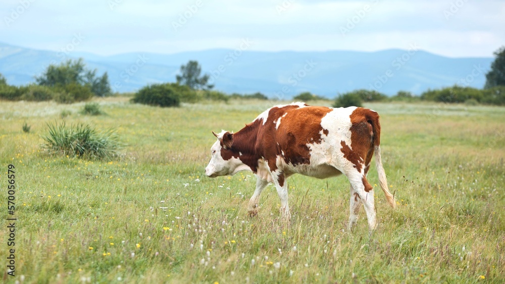 Red cows graze in a pasture with the mountains as a backdrop.