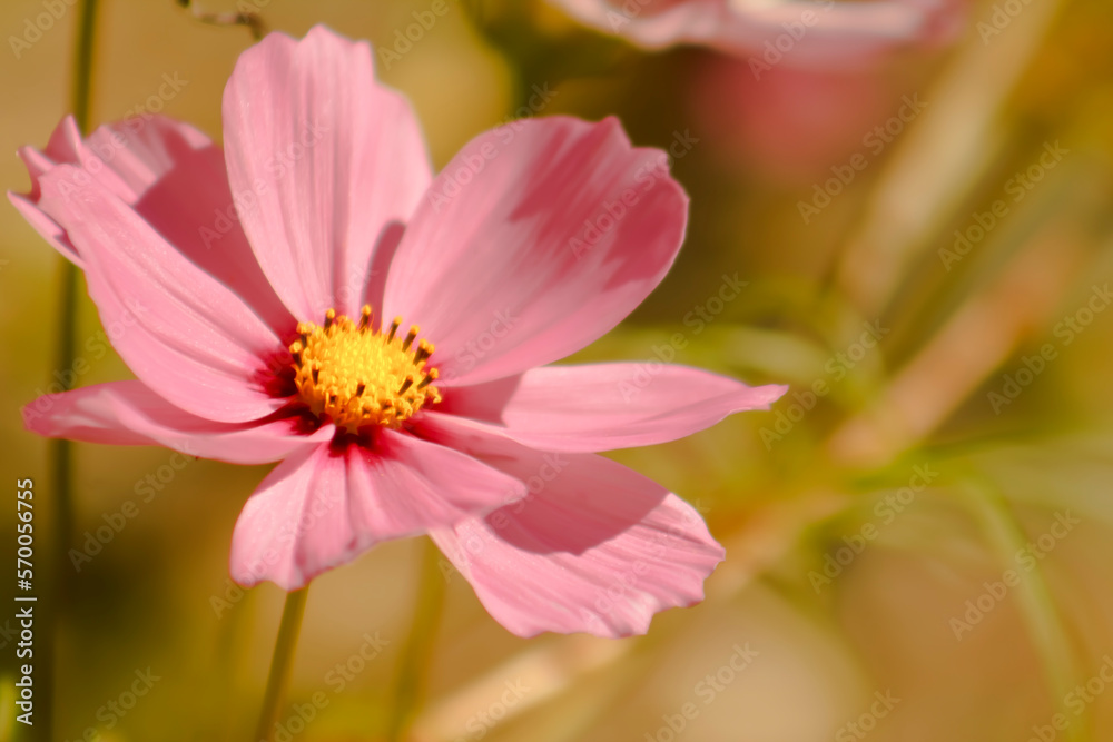 Lovely, Light Pink Cosmo Flower in the Summer Sunshine - Background, Backdrop, or Wallpaper