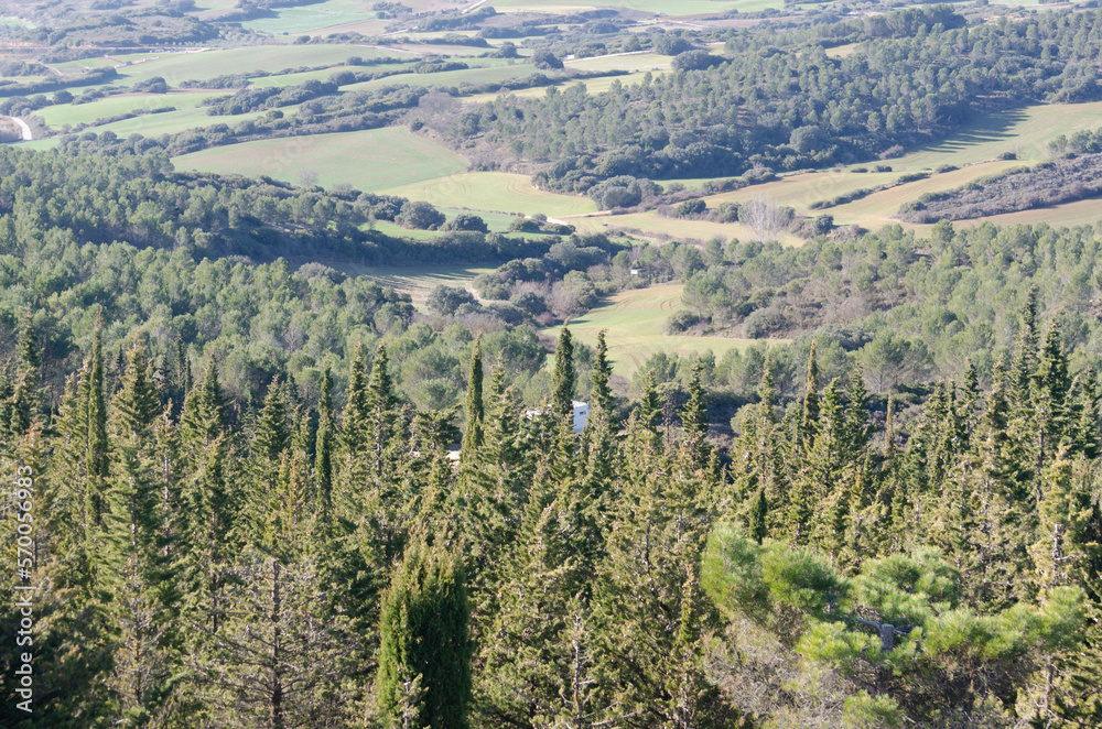 une forêt de pins cachée dans la vallée