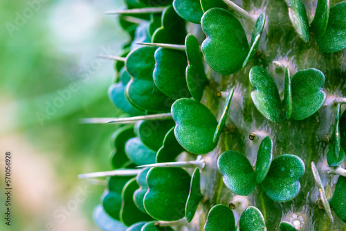 Didiereaceae are perennial succulent plants that grow in the prickly forests of Madagascar. Cactus spines and heart-shaped leaves. Alluaudia macro photo. Dangerous desert plant details. Love nature. photo