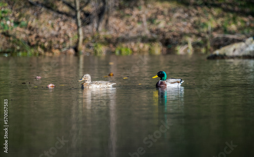 couple of mallard ducks on the lake during courtship ritual
