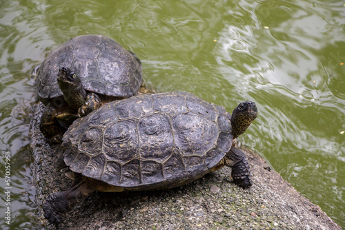 Photography animales y naturaleza en Colombia