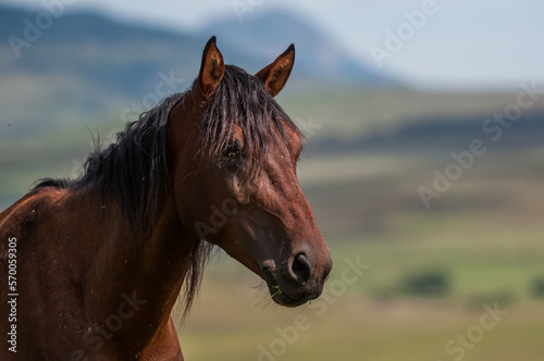 Portrait of a brown horse © Tyrone