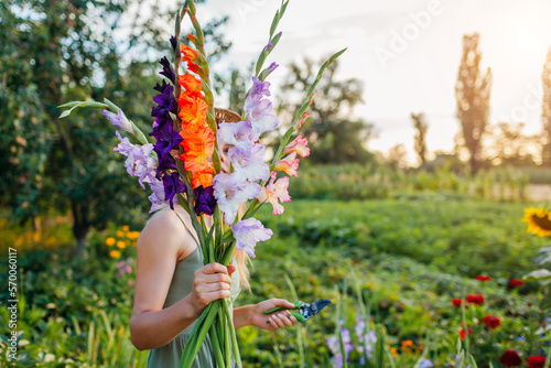 Woman gardener holding bunch of fresh gladiolus in summer garden. Farmer picked bouquet of flowers photo
