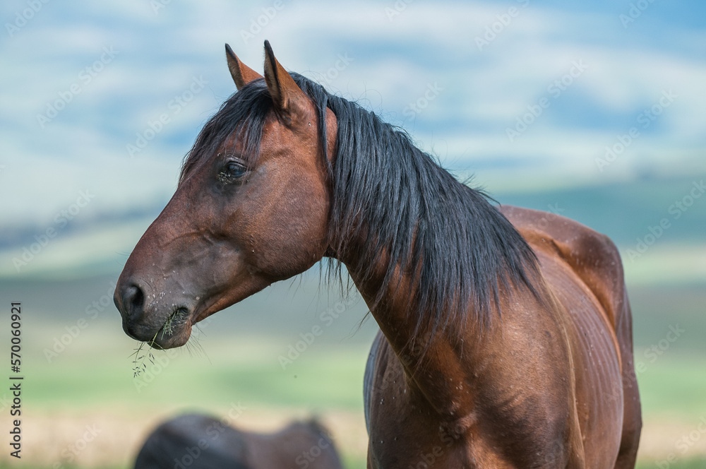 Fototapeta premium portrait of a horse