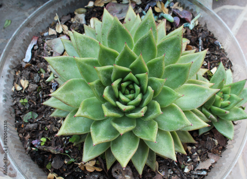 Acercamiento a planta suculenta de gran tamaño. Acercamiento a planta suculenta de gran tamaño.