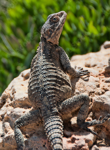 Dragon  Israeli desert lizard