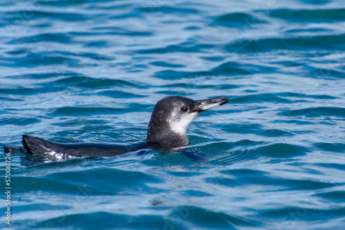 A Galapagos penguin swimming in the Pacific Ocean off the island of Isabela (Isla Isabela) in the Galapagos, Ecuador.