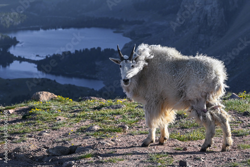 Mountain goat in the beartooth mountains photo
