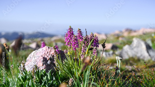 Elephant's head lousewort wildflower in the beartooth mountains photo