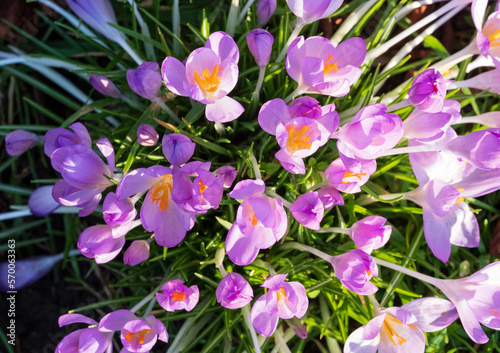 Colourful light purple crocuses reflecting the sun. They are growing in the grass outside the historic walled garden in Eastcote  Hillingdon  north London  UK.