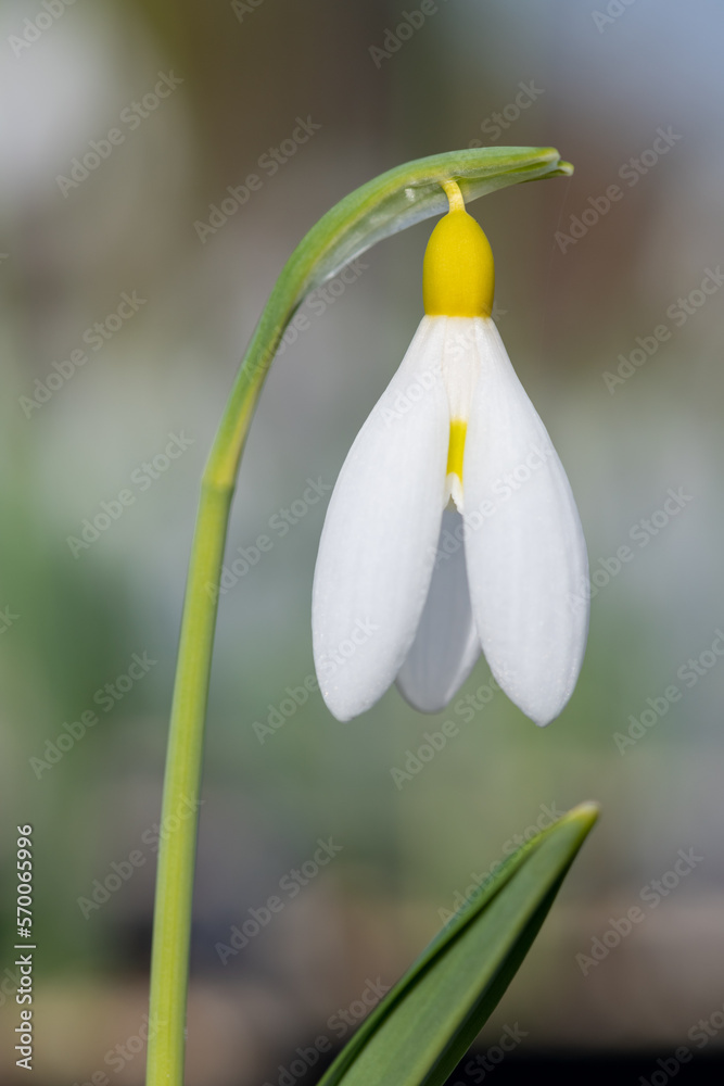 Close up of a pleated snowdrop (galanthus plicatus) flower in bloom Close up of a pleated snowdrop (galanthus plicatus) flower in bloom