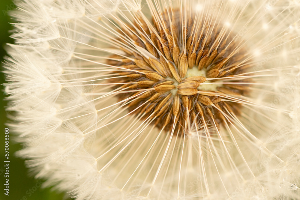 Naklejka premium Dandelion (Taraxacum officinale) is a large genus of flowering plants in the family Asteraceae.