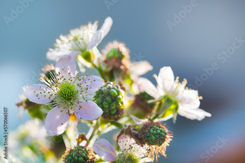 Beautiful flowering bramble twig with unripe berries on blue sky background. Rubus fruticosus. Closeup a pink flower on blur branch, bright white blooms or growing green blackberries in spring nature.