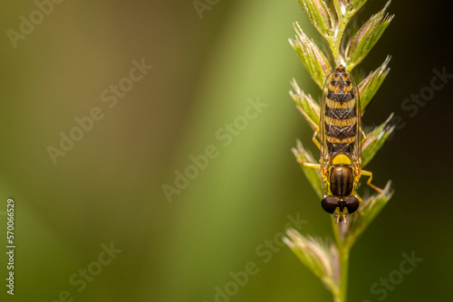 A little hoverfly resting on a plant. © KaanMika