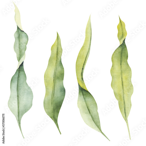 Watercolor laminaria. Hand painted underwater floral illustration with algae leaves branch isolated on white background. Seaweed for design, fabric or print photo