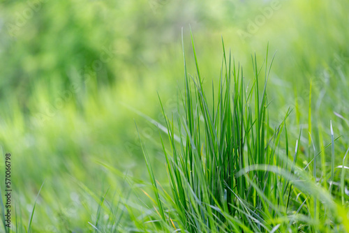 detail of grass in a complete green pasture
