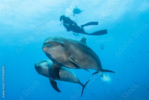 Bottlenose dolphins and scuba diver, French Polynesia