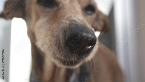 Funny dog licking his black nose. Macro and Slow Motion shoot. Day, outdoors. (ID: 570067126)